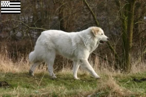 Mehr über den Artikel erfahren Pyrenäenberghund Züchter und Welpen in der Bretagne