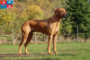 Mehr über den Artikel erfahren Rhodesian Ridgeback Züchter und Welpen in Karlsbad