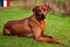 Mehr über den Artikel erfahren Rhodesian Ridgeback Züchter und Welpen auf Réunion