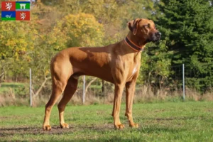 Mehr über den Artikel erfahren Rhodesian Ridgeback Züchter und Welpen in Ústí