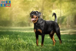 Mehr über den Artikel erfahren Rottweiler Züchter und Welpen in Bourgogne-Franche-Comté