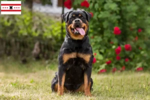 Mehr über den Artikel erfahren Rottweiler Züchter und Welpen in Drenthe