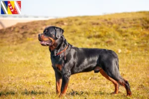 Mehr über den Artikel erfahren Rottweiler Züchter und Welpen in Grand Est