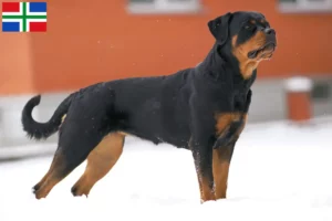 Mehr über den Artikel erfahren Rottweiler Züchter und Welpen in Groningen