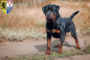 Mehr über den Artikel erfahren Rottweiler Züchter und Welpen in Hauts-de-France