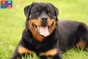 Mehr über den Artikel erfahren Rottweiler Züchter und Welpen in Karlsbad