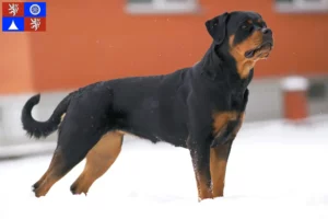 Mehr über den Artikel erfahren Rottweiler Züchter und Welpen in Liberec