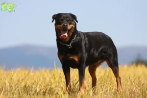 Mehr über den Artikel erfahren Rottweiler Züchter und Welpen in Midtjylland