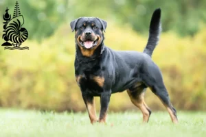 Mehr über den Artikel erfahren Rottweiler Züchter und Welpen in Neukaledonien