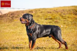 Mehr über den Artikel erfahren Rottweiler Züchter und Welpen in Okzitanien