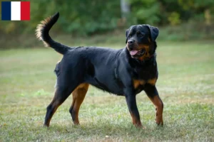 Mehr über den Artikel erfahren Rottweiler Züchter und Welpen auf Réunion