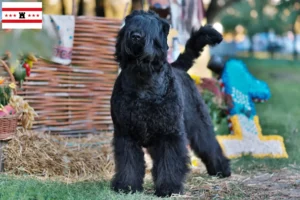 Mehr über den Artikel erfahren Russischer Schwarzer Terrier Züchter und Welpen in Drenthe