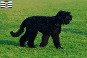 Mehr über den Artikel erfahren Russischer Schwarzer Terrier Züchter und Welpen in Zeeland