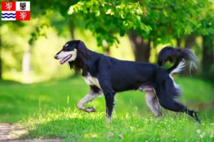 Mehr über den Artikel erfahren Saluki Züchter und Welpen in Mittelböhmen