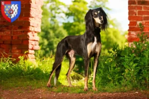 Mehr über den Artikel erfahren Saluki Züchter und Welpen in Pays de la Loire