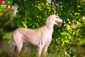 Mehr über den Artikel erfahren Saluki Züchter und Welpen in Pilsen