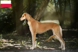 Mehr über den Artikel erfahren Saluki Züchter und Welpen in Polen