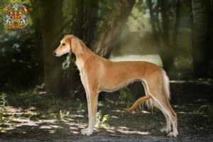 Mehr über den Artikel erfahren Saluki Züchter und Welpen in Prag