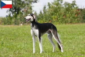 Mehr über den Artikel erfahren Saluki Züchter und Welpen in Tschechien