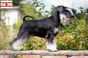 Mehr über den Artikel erfahren Schnauzer Züchter und Welpen in Drenthe