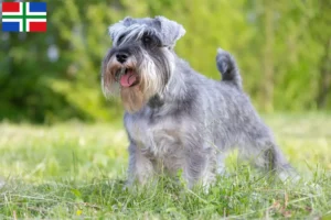 Mehr über den Artikel erfahren Schnauzer Züchter und Welpen in Groningen