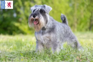 Mehr über den Artikel erfahren Schnauzer Züchter und Welpen in Nouvelle-Aquitaine