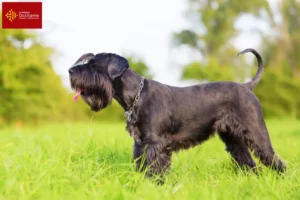 Mehr über den Artikel erfahren Schnauzer Züchter und Welpen in Okzitanien