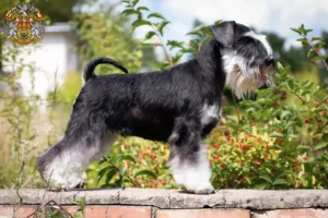 Mehr über den Artikel erfahren Schnauzer Züchter und Welpen in Prag