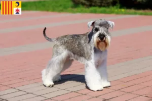 Mehr über den Artikel erfahren Schnauzer Züchter und Welpen in der Provence-Alpes-Côte d’Azur