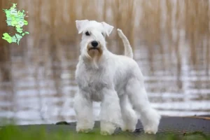 Mehr über den Artikel erfahren Schnauzer Züchter und Welpen in Sjælland