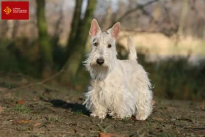 Mehr über den Artikel erfahren Scottish Terrier Züchter und Welpen in Okzitanien