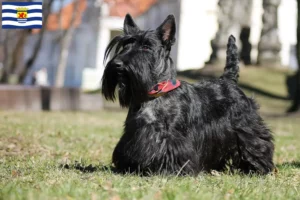 Mehr über den Artikel erfahren Scottish Terrier Züchter und Welpen in Zeeland