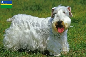 Mehr über den Artikel erfahren Sealyham Terrier Züchter und Welpen in Flevoland