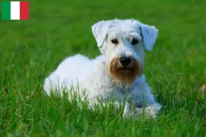 Mehr über den Artikel erfahren Sealyham Terrier Züchter und Welpen in Italien