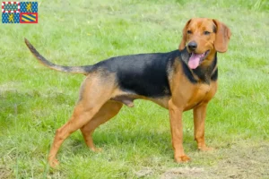 Mehr über den Artikel erfahren Serbischer Laufhund Züchter und Welpen in Bourgogne-Franche-Comté