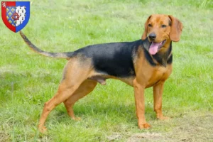 Mehr über den Artikel erfahren Serbischer Laufhund Züchter und Welpen in Pays de la Loire