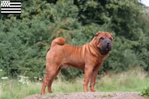 Mehr über den Artikel erfahren Shar Pei Züchter und Welpen in der Bretagne