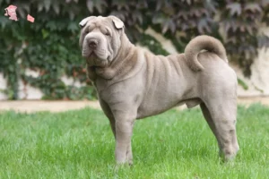 Mehr über den Artikel erfahren Shar Pei Züchter und Welpen in Hovedstaden