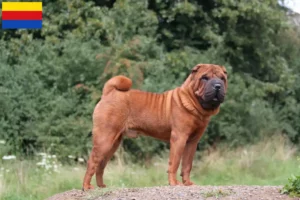 Mehr über den Artikel erfahren Shar Pei Züchter und Welpen in Nordholland