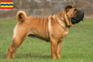 Mehr über den Artikel erfahren Shar Pei Züchter und Welpen in Overijssel