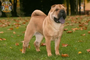 Mehr über den Artikel erfahren Shar Pei Züchter und Welpen in Prag