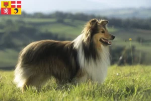 Mehr über den Artikel erfahren Sheltie Züchter und Welpen in Auvergne-Rhône-Alpes