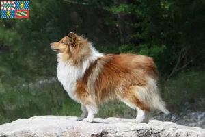 Mehr über den Artikel erfahren Sheltie Züchter und Welpen in Bourgogne-Franche-Comté