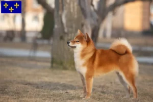 Mehr über den Artikel erfahren Shiba Züchter und Welpen in Île-de-France