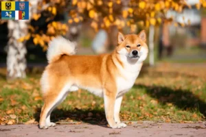 Mehr über den Artikel erfahren Shiba Züchter und Welpen in Mähren-Schlesien