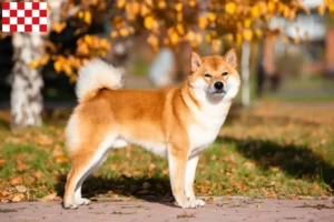 Mehr über den Artikel erfahren Shiba Züchter und Welpen in Nordbrabant