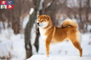 Mehr über den Artikel erfahren Shiba Züchter und Welpen in Pardubice