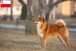 Mehr über den Artikel erfahren Shiba Züchter und Welpen in Utrecht