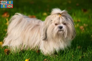 Mehr über den Artikel erfahren Shih Tzu Züchter und Welpen in Bourgogne-Franche-Comté