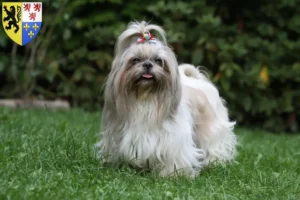 Mehr über den Artikel erfahren Shih Tzu Züchter und Welpen in Hauts-de-France